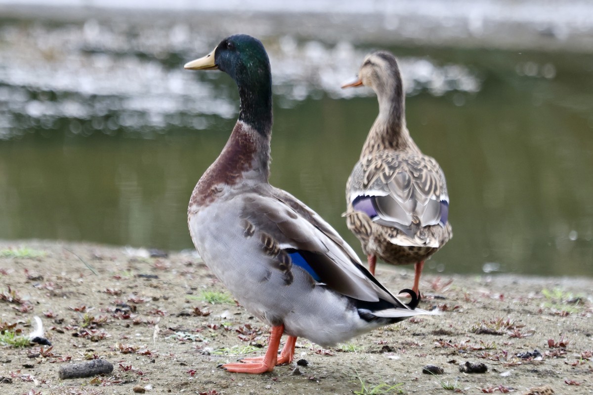 Mallard - ML642842554