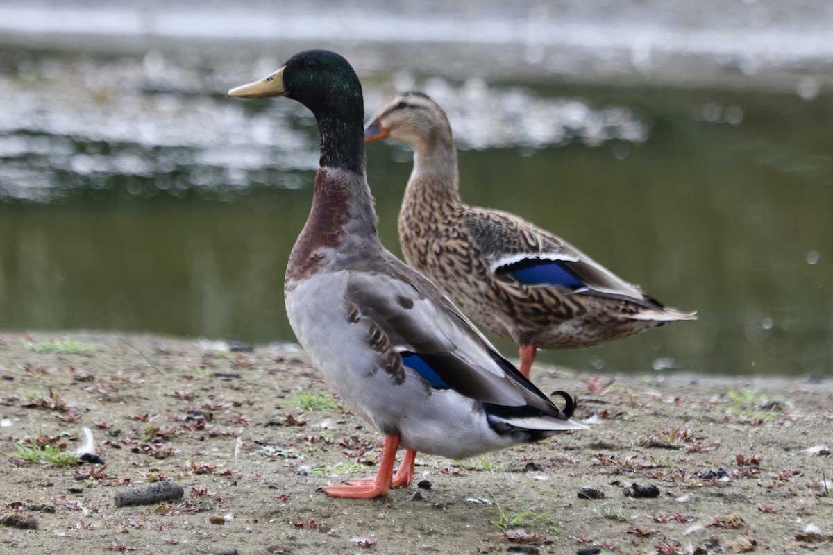 Mallard - ML642842555