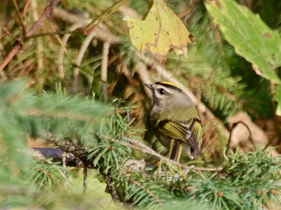Golden-crowned Kinglet - ML642842559