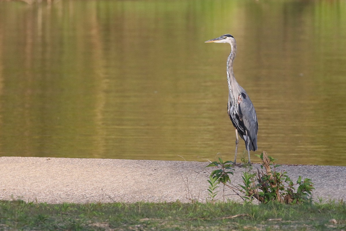 Great Blue Heron - ML642842563