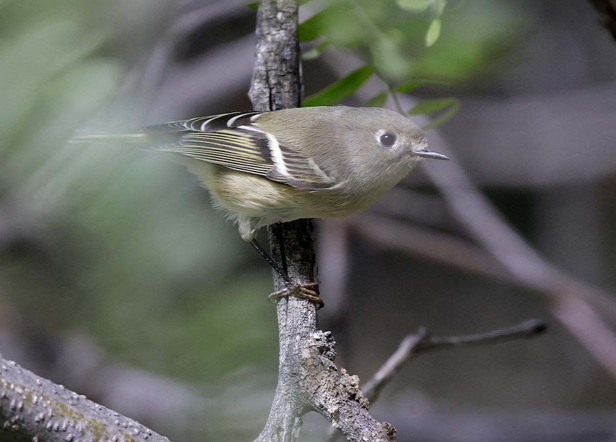 Rubingoldhähnchen - ML642842564