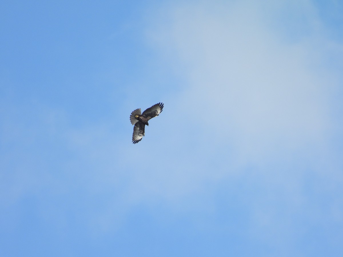 Kurzschwanzbussard - ML642842578