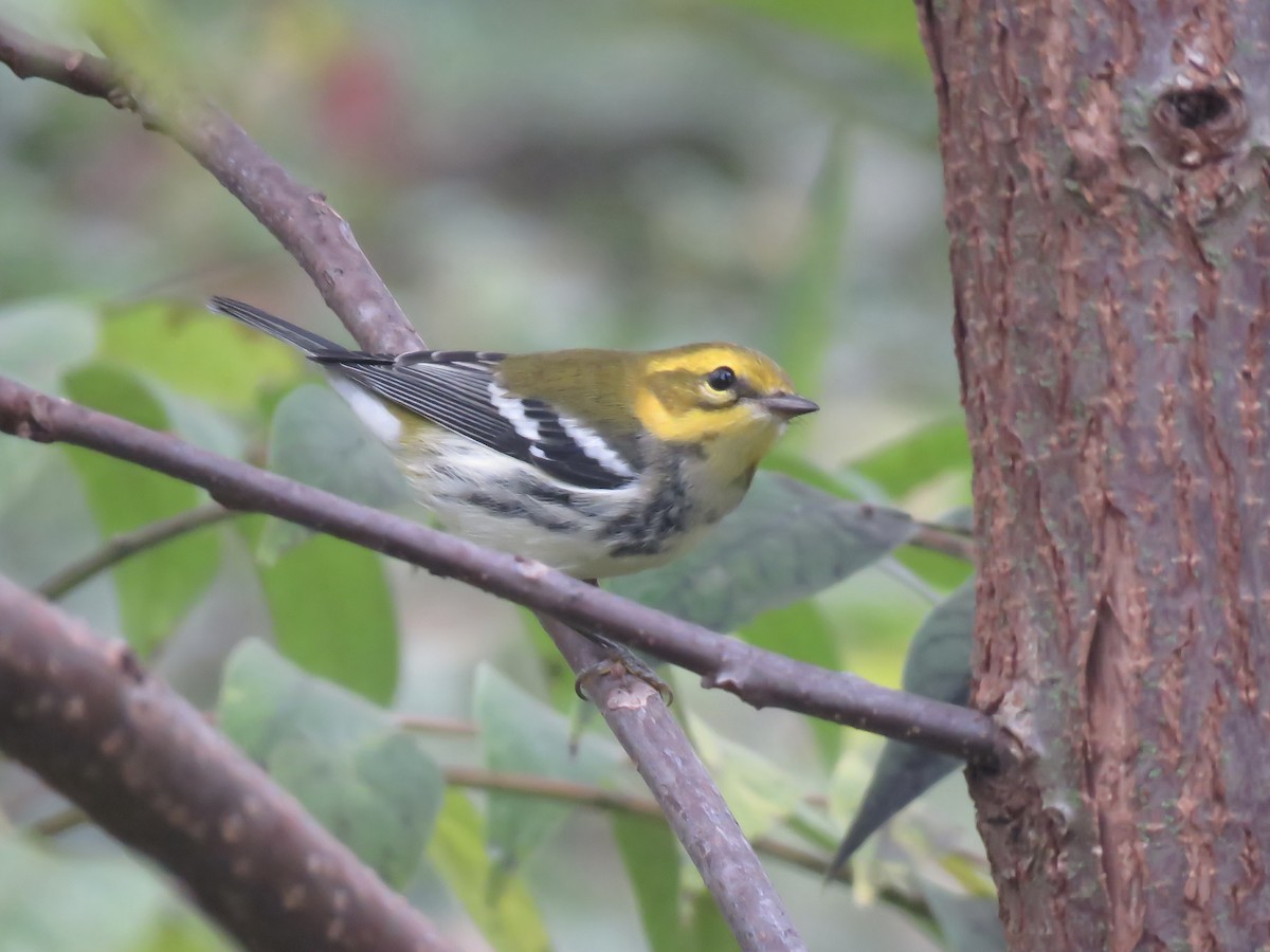 Grünmantel-Waldsänger - ML642842589