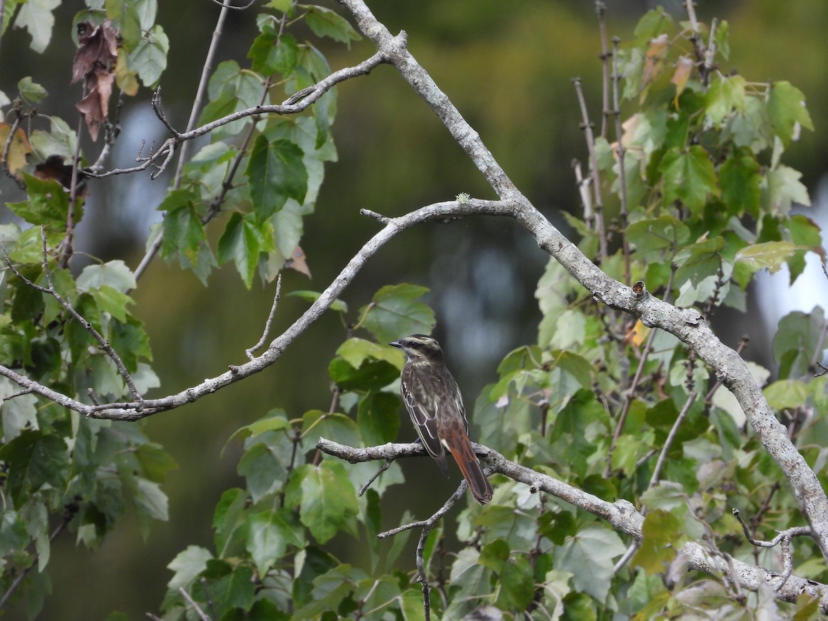 Variegated Flycatcher - ML642842593