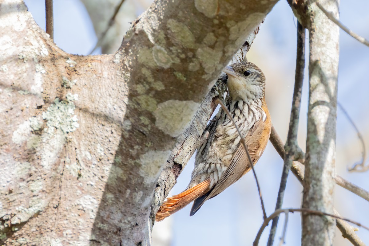 Scaled Woodcreeper (Scaled) - ML642842597