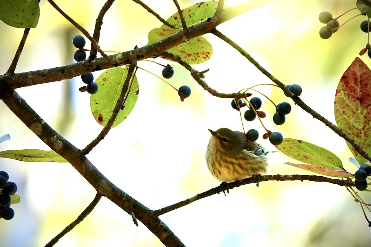 Cape May Warbler - ML642842598