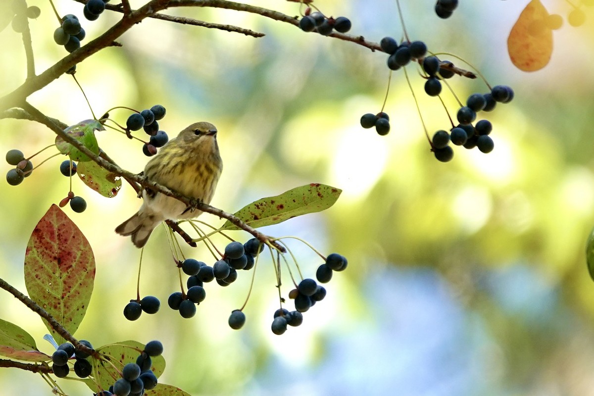 Cape May Warbler - ML642842599