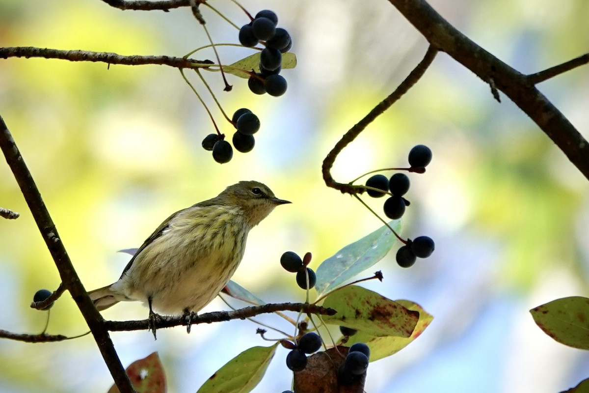 Cape May Warbler - ML642842600