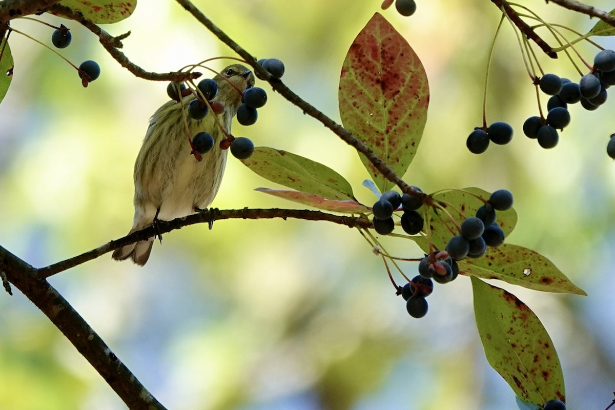 Cape May Warbler - ML642842601
