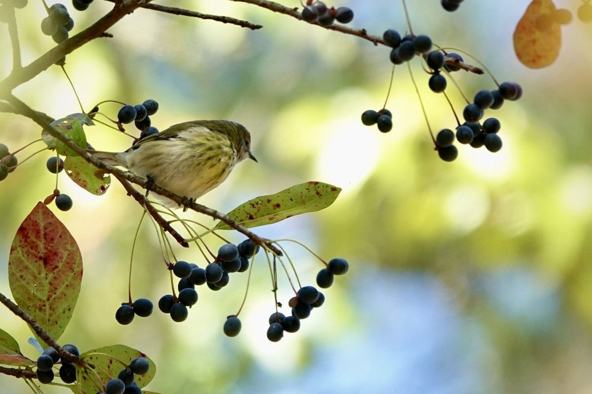 Cape May Warbler - ML642842602