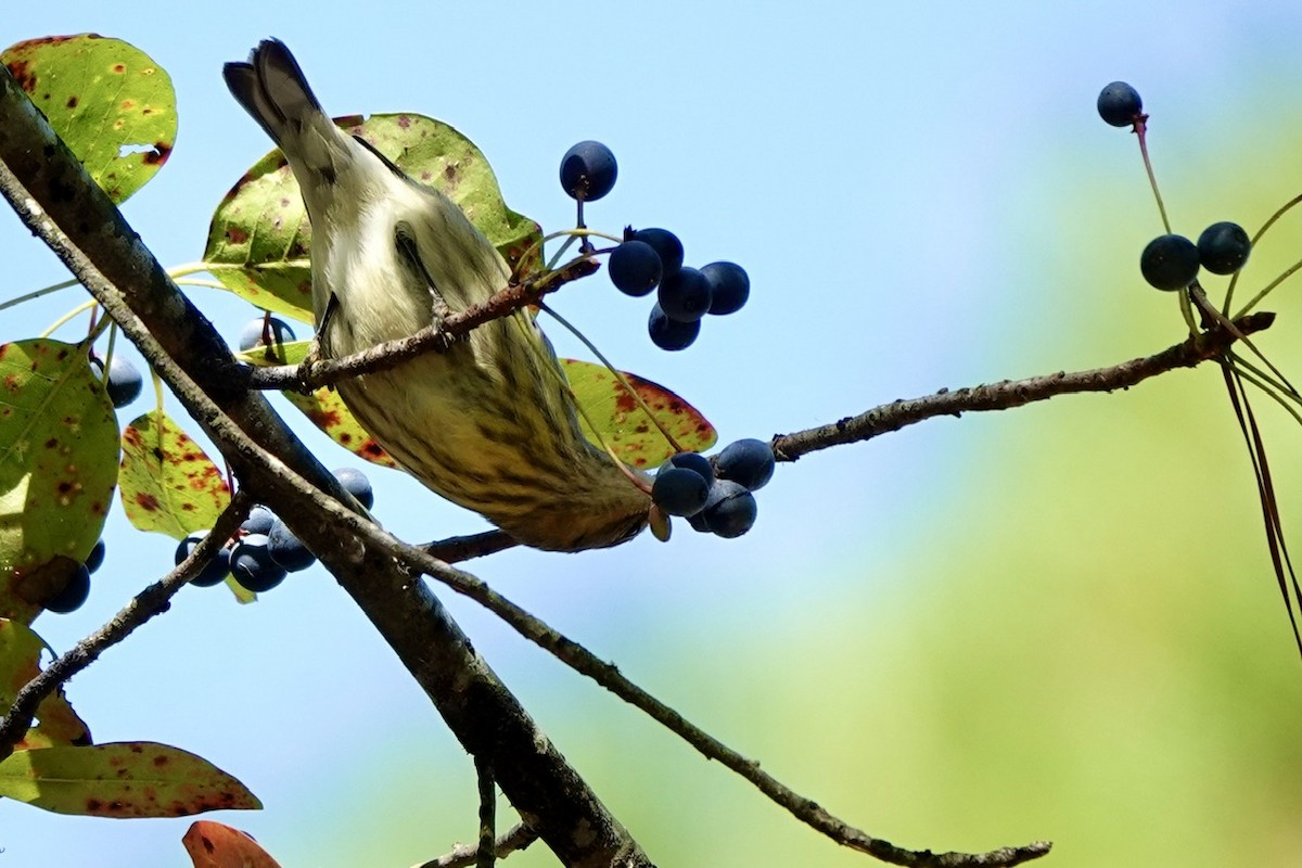 Cape May Warbler - ML642842604