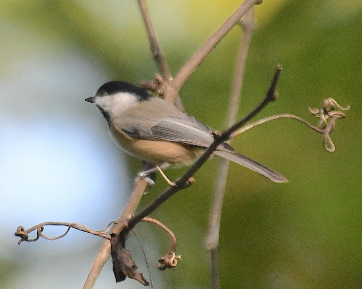 Carolinameise - ML642842608