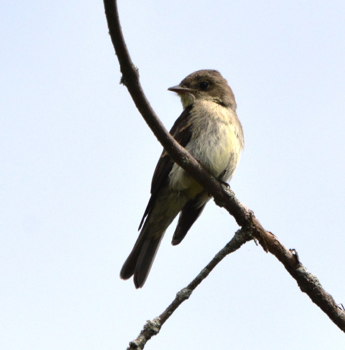 Eastern Wood-Pewee - ML642842619