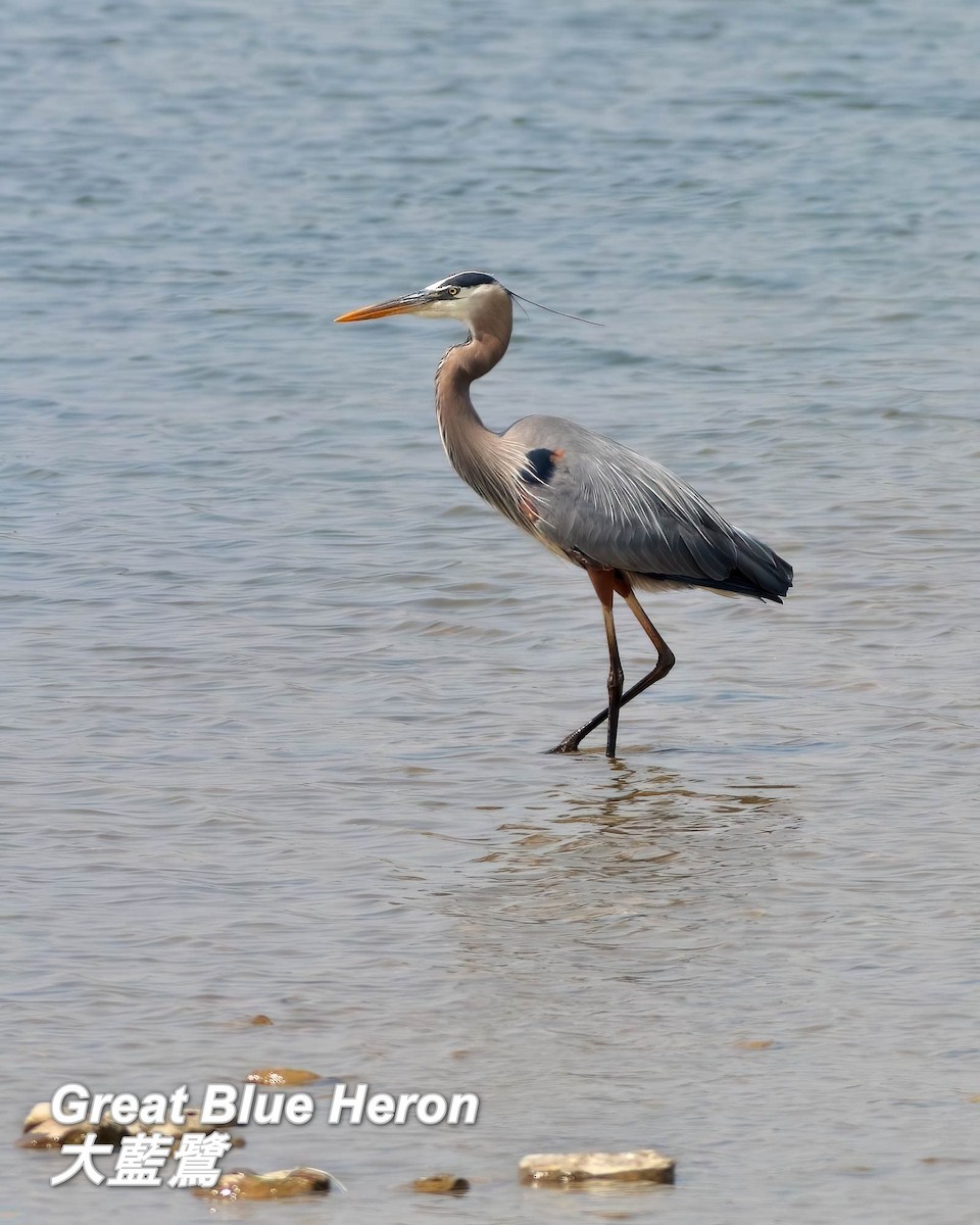 Great Blue Heron - ML642842640
