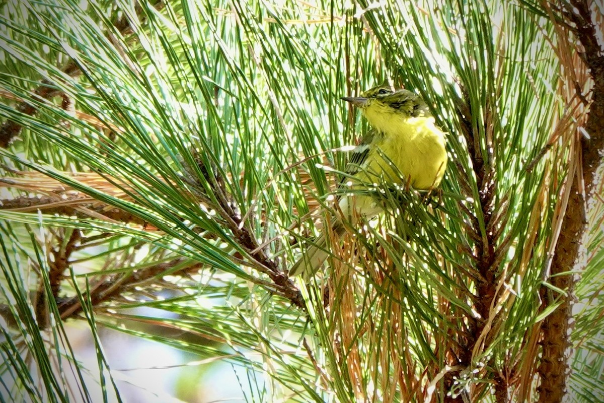 Pine Warbler - ML642842642