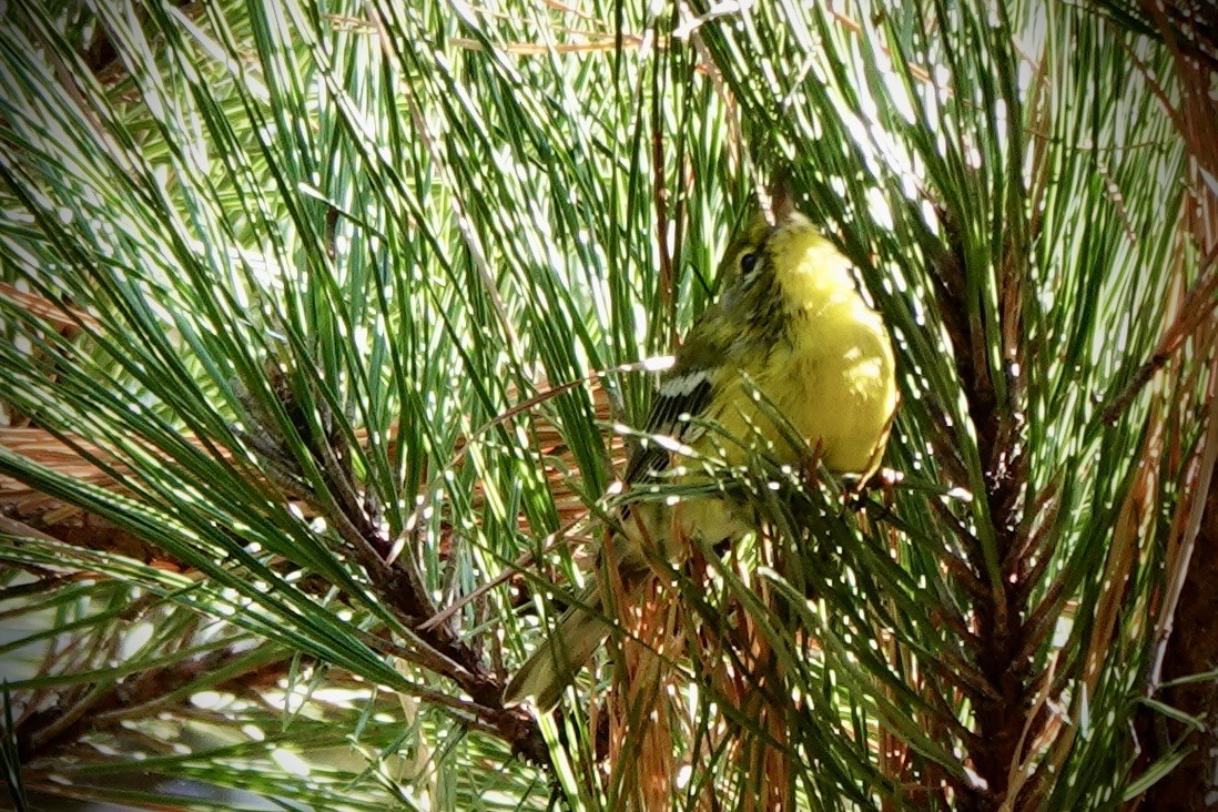 Pine Warbler - ML642842643