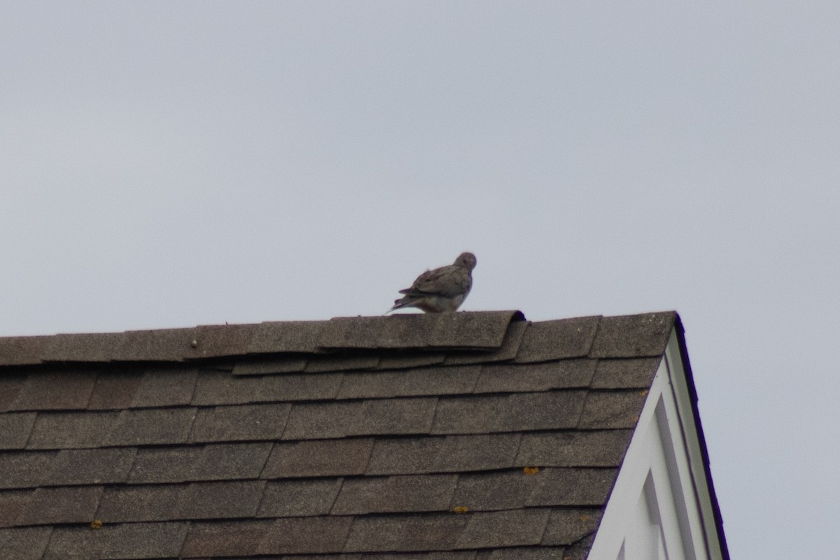 Mourning Dove - ML642842644