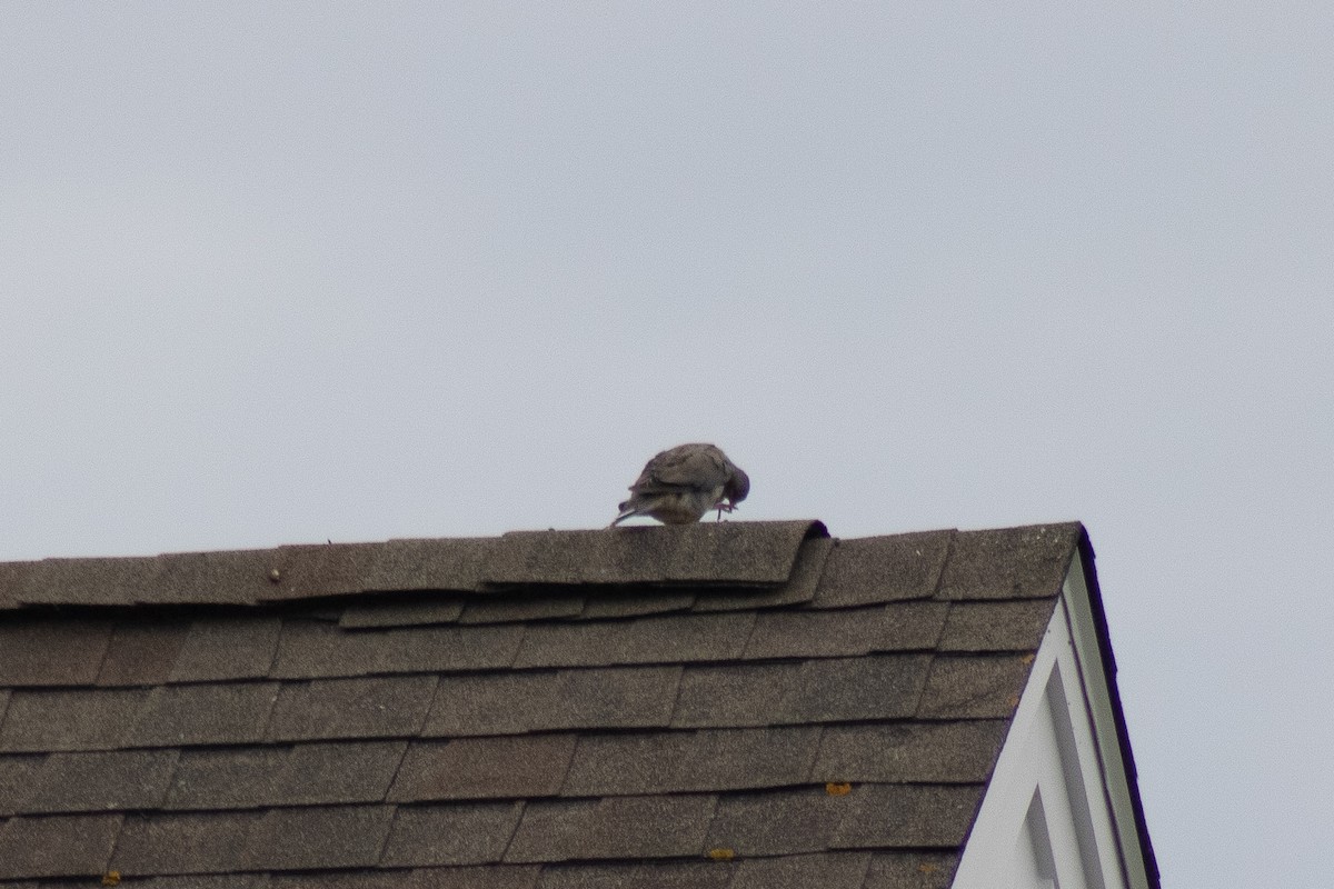 Mourning Dove - ML642842645