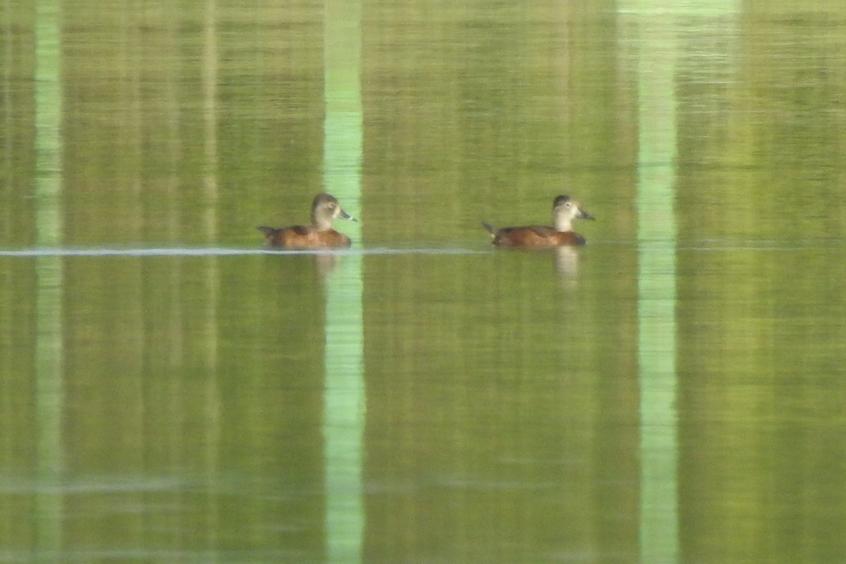 Ring-necked Duck - ML642842646