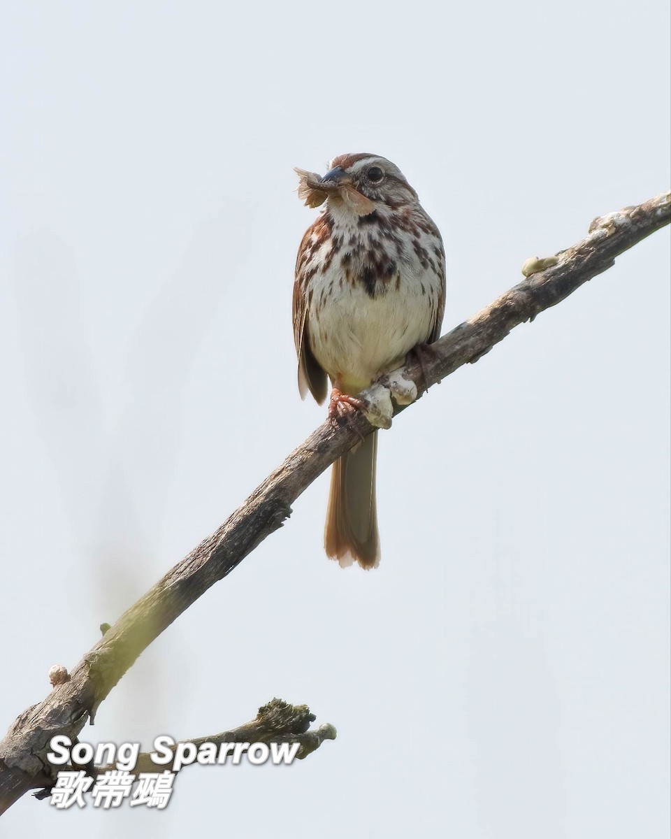 Song Sparrow - ML642842652