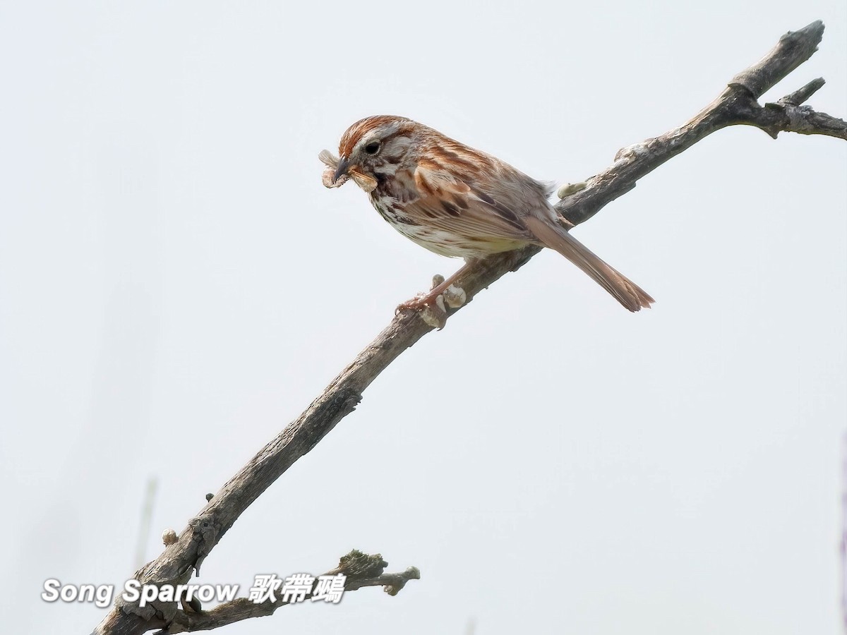 Song Sparrow - ML642842653