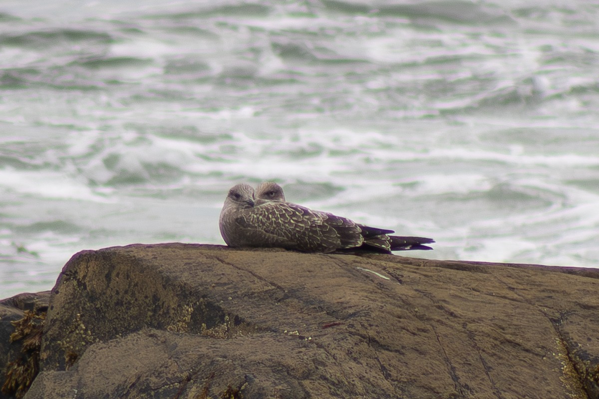 Great Black-backed Gull - ML642842655