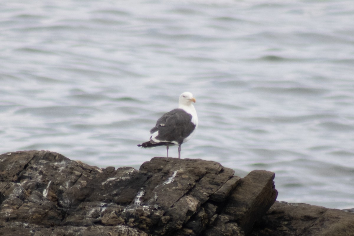 Great Black-backed Gull - ML642842656