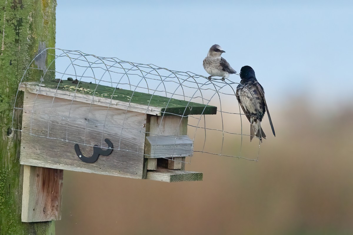 Purple Martin - ML642842657