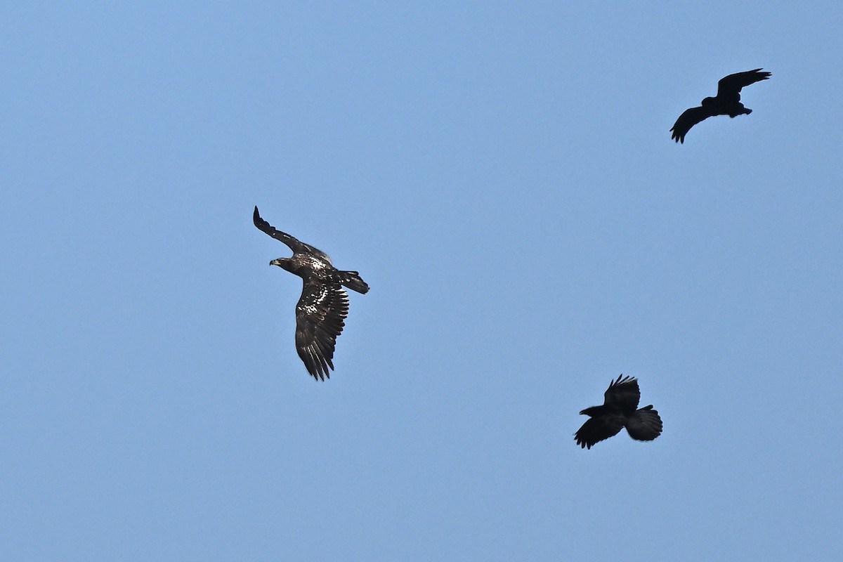 Bald Eagle - ML642842680