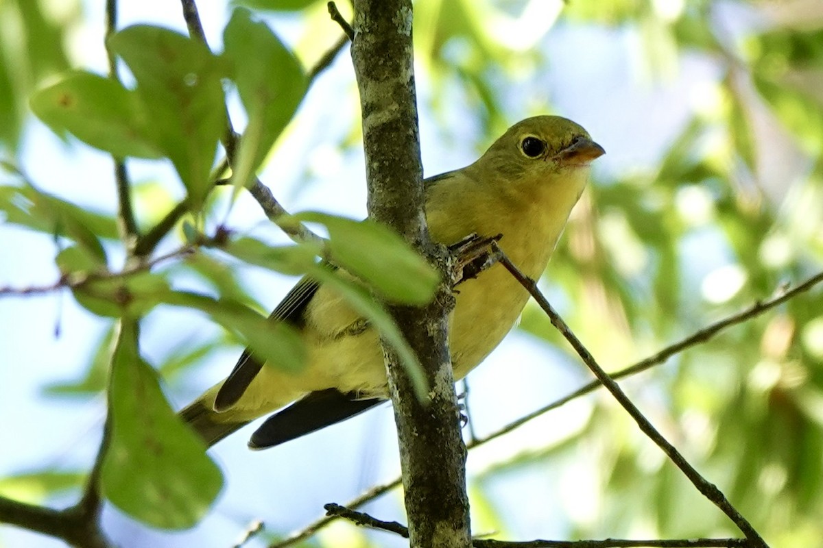 Scarlet Tanager - ML642842686