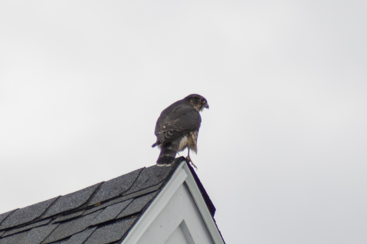 Merlin - ML642842690