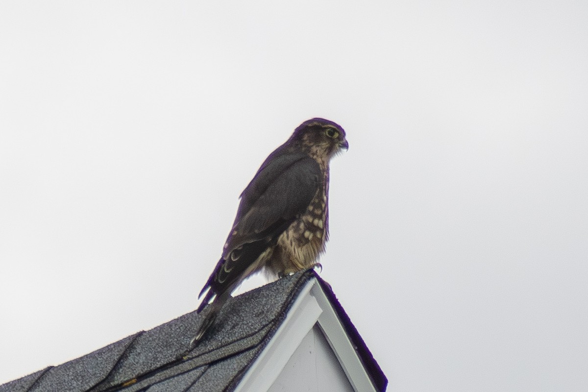 Merlin - ML642842691