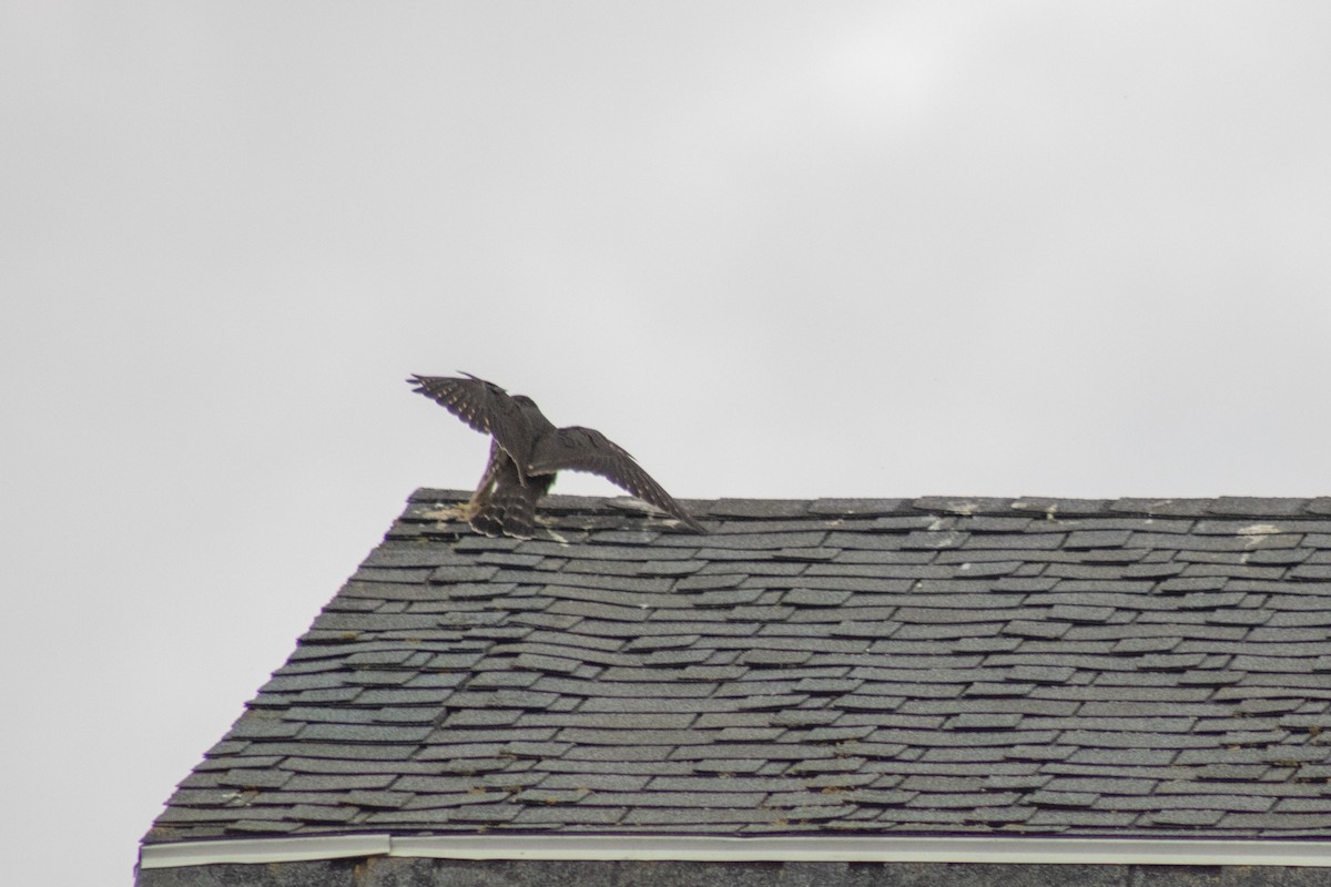 Merlin - ML642842692