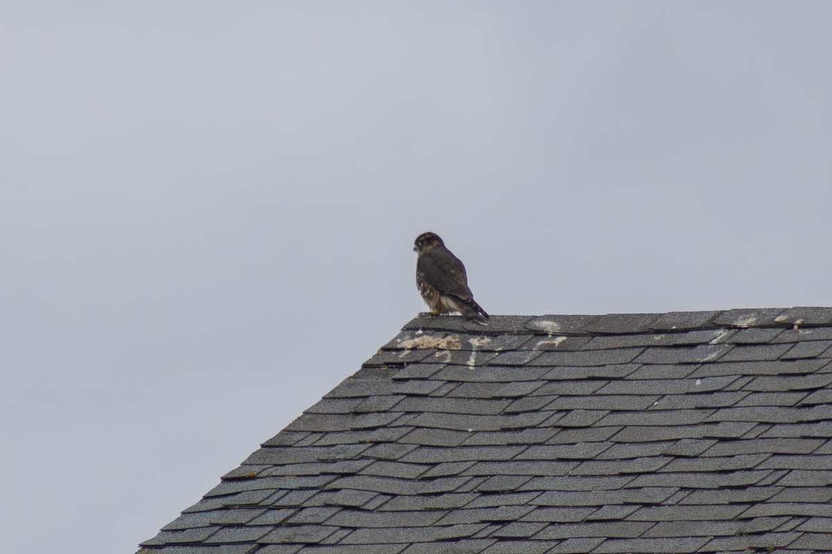 Merlin - ML642842693