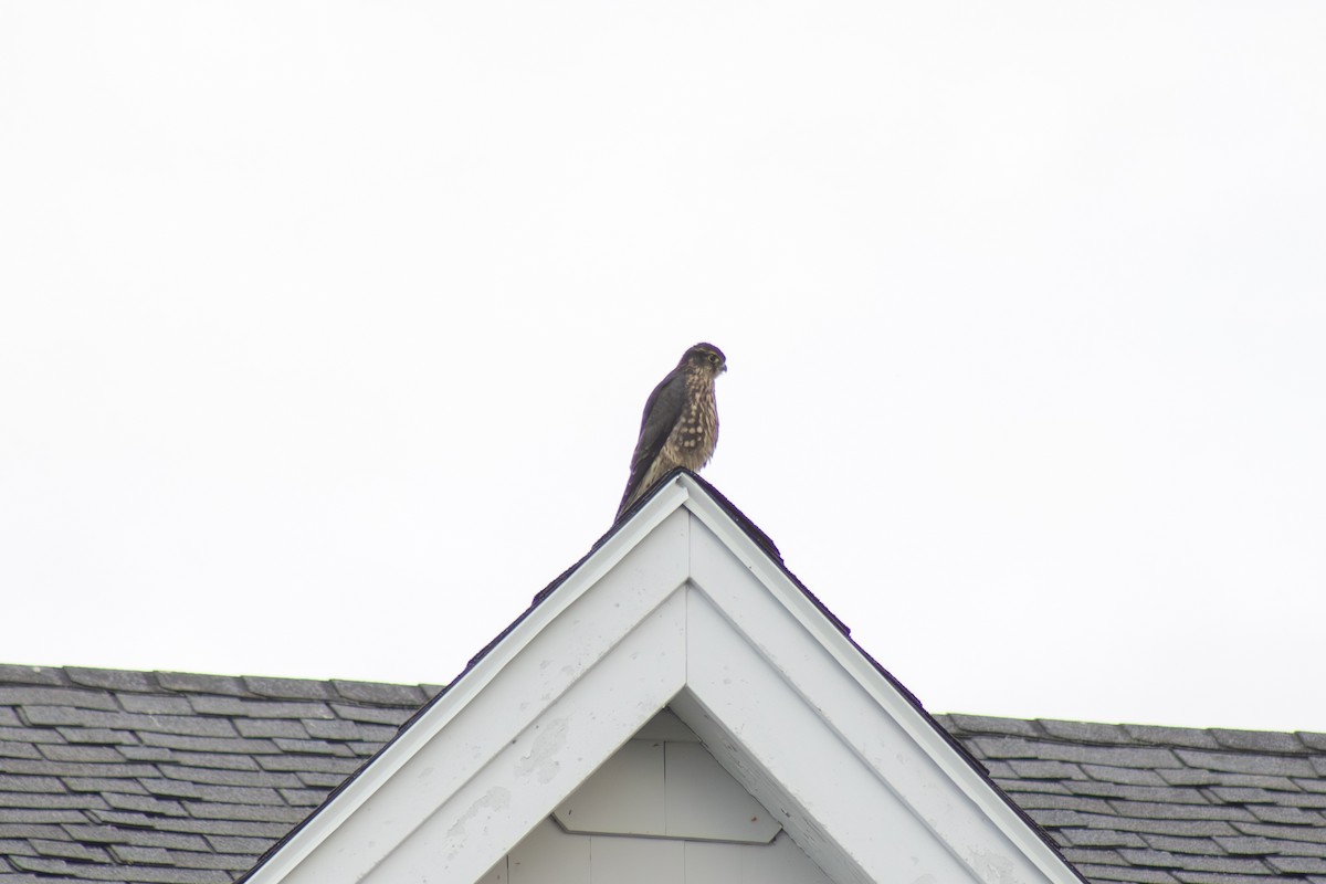 Merlin - ML642842694