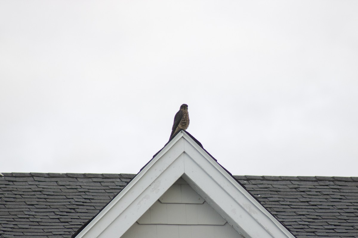 Merlin - ML642842695