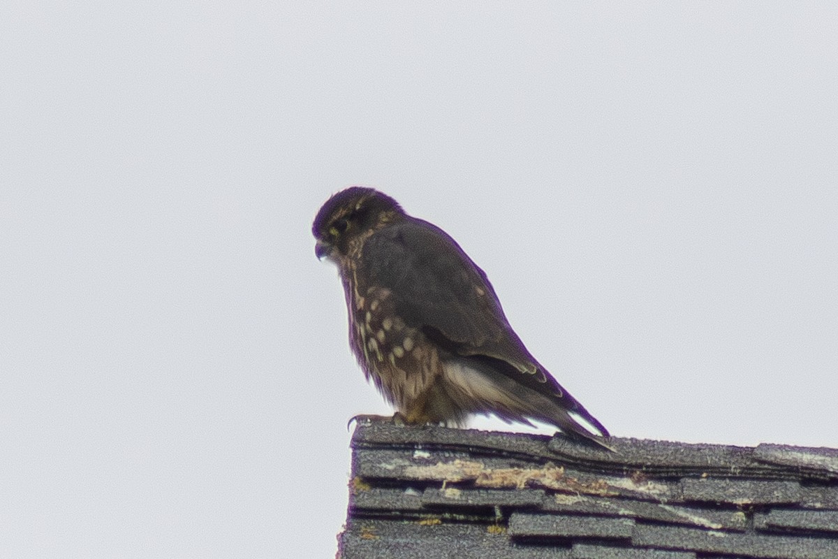Merlin - ML642842696