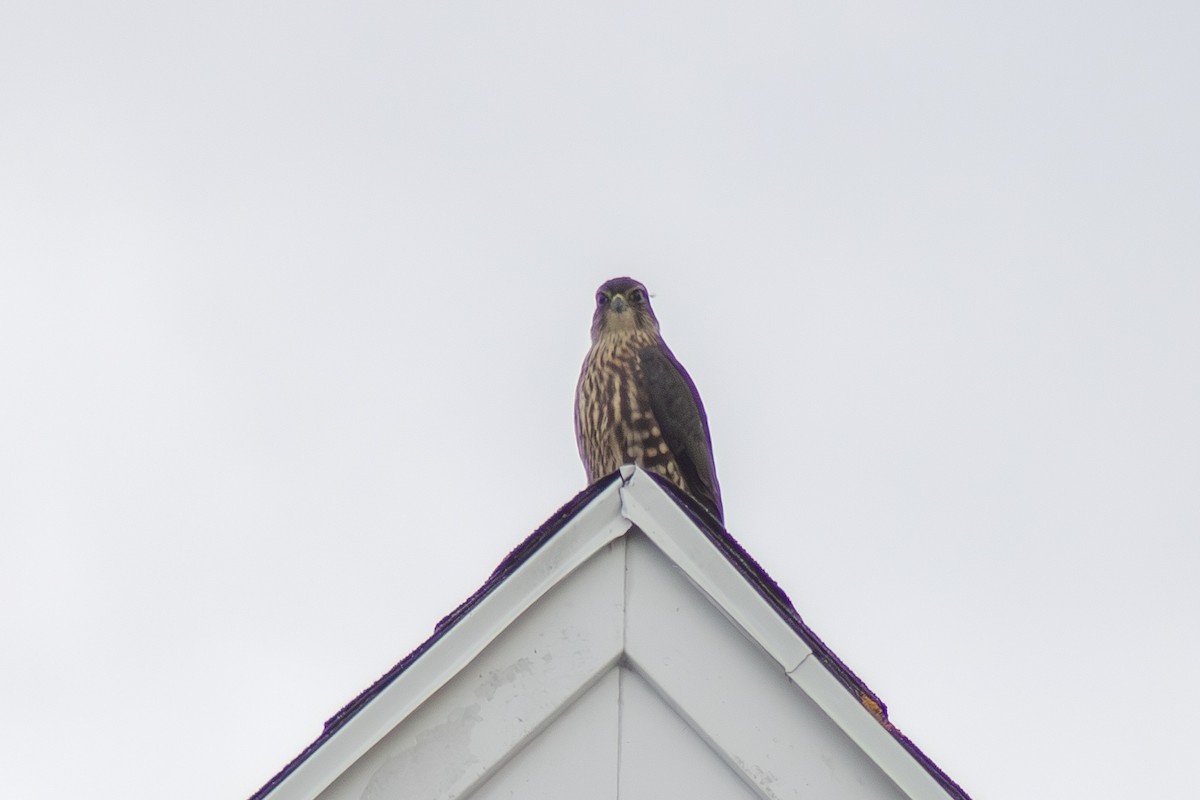 Merlin - ML642842697