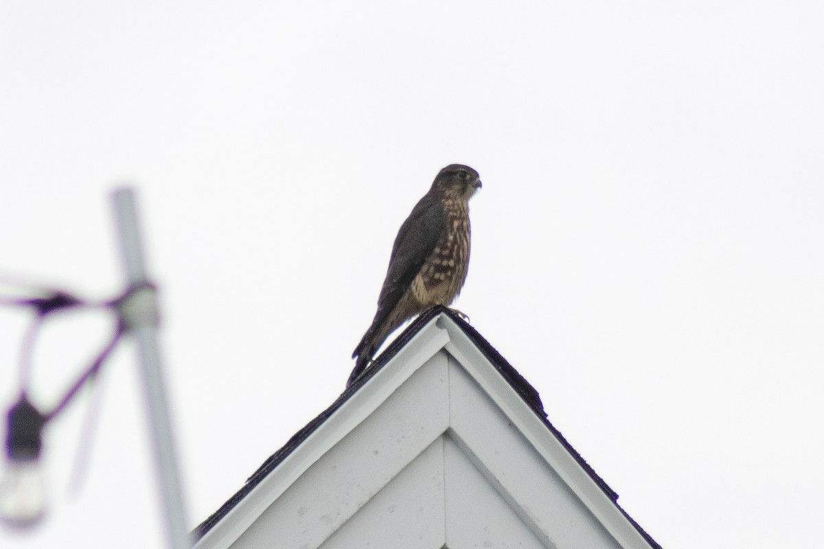 Merlin - ML642842698