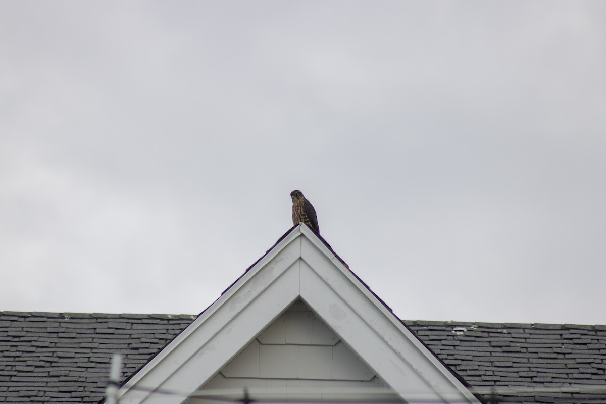 Merlin - ML642842699