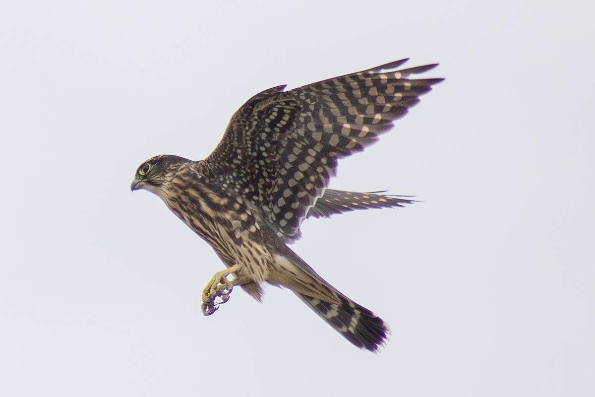 Merlin - ML642842700