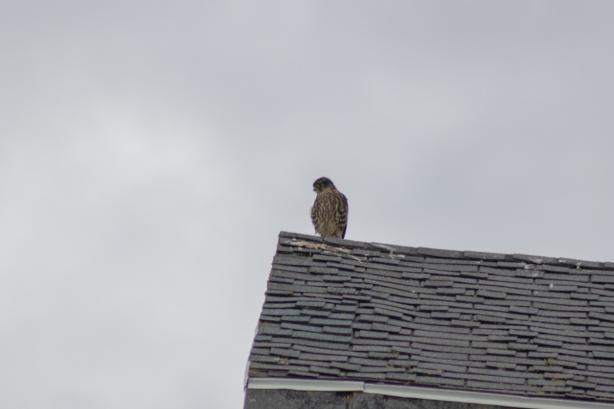 Merlin - ML642842701