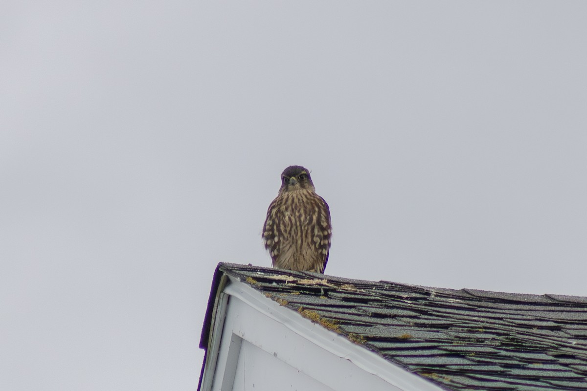 Merlin - ML642842702