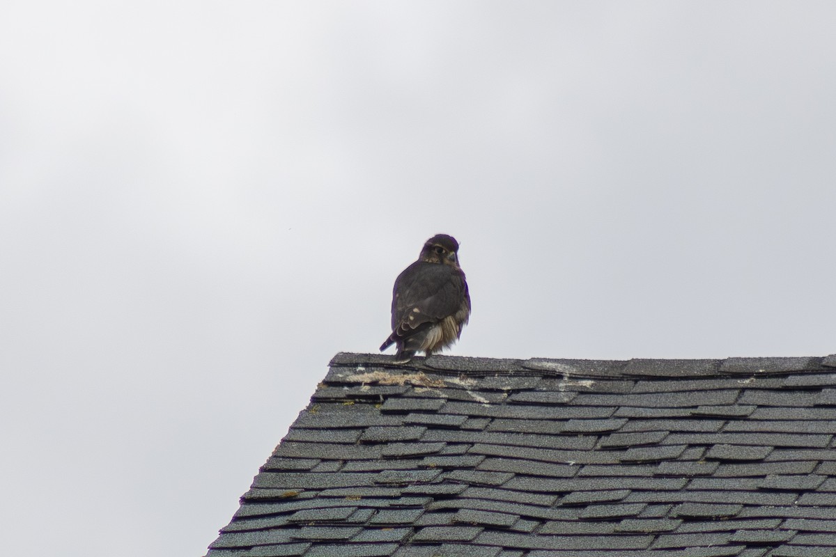 Merlin - ML642842703