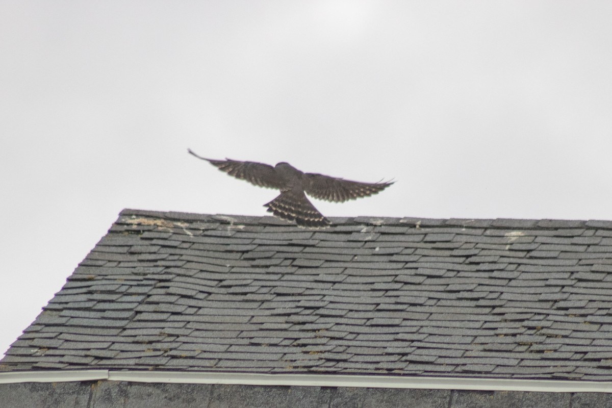 Merlin - ML642842704