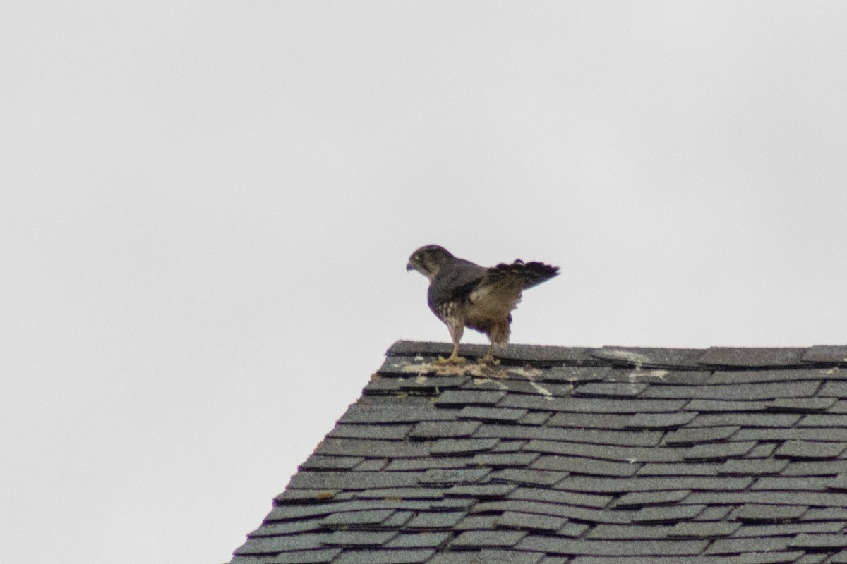 Merlin - ML642842705