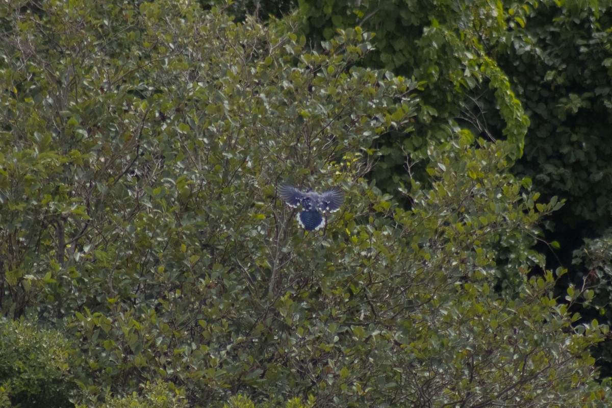 Blauhäher - ML642842706