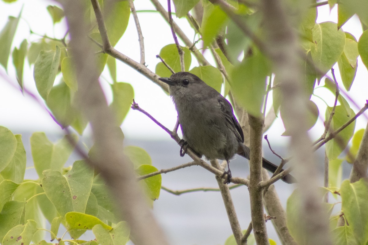 Katzenspottdrossel - ML642842708