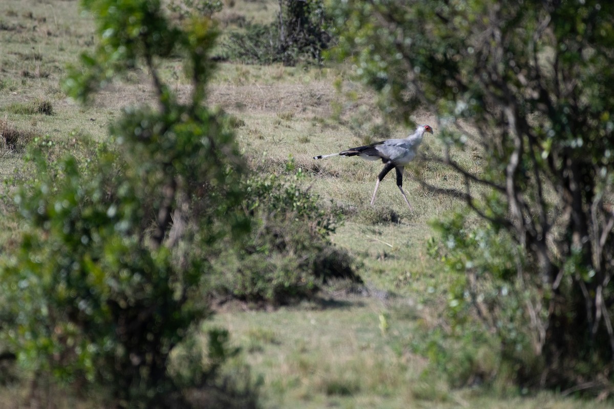 Sekretär - ML642842711