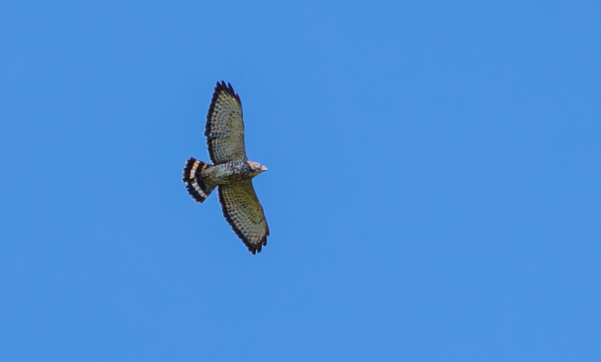 Breitflügelbussard - ML642842718
